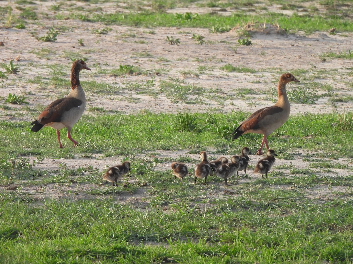Egyptian Goose - ML645888969