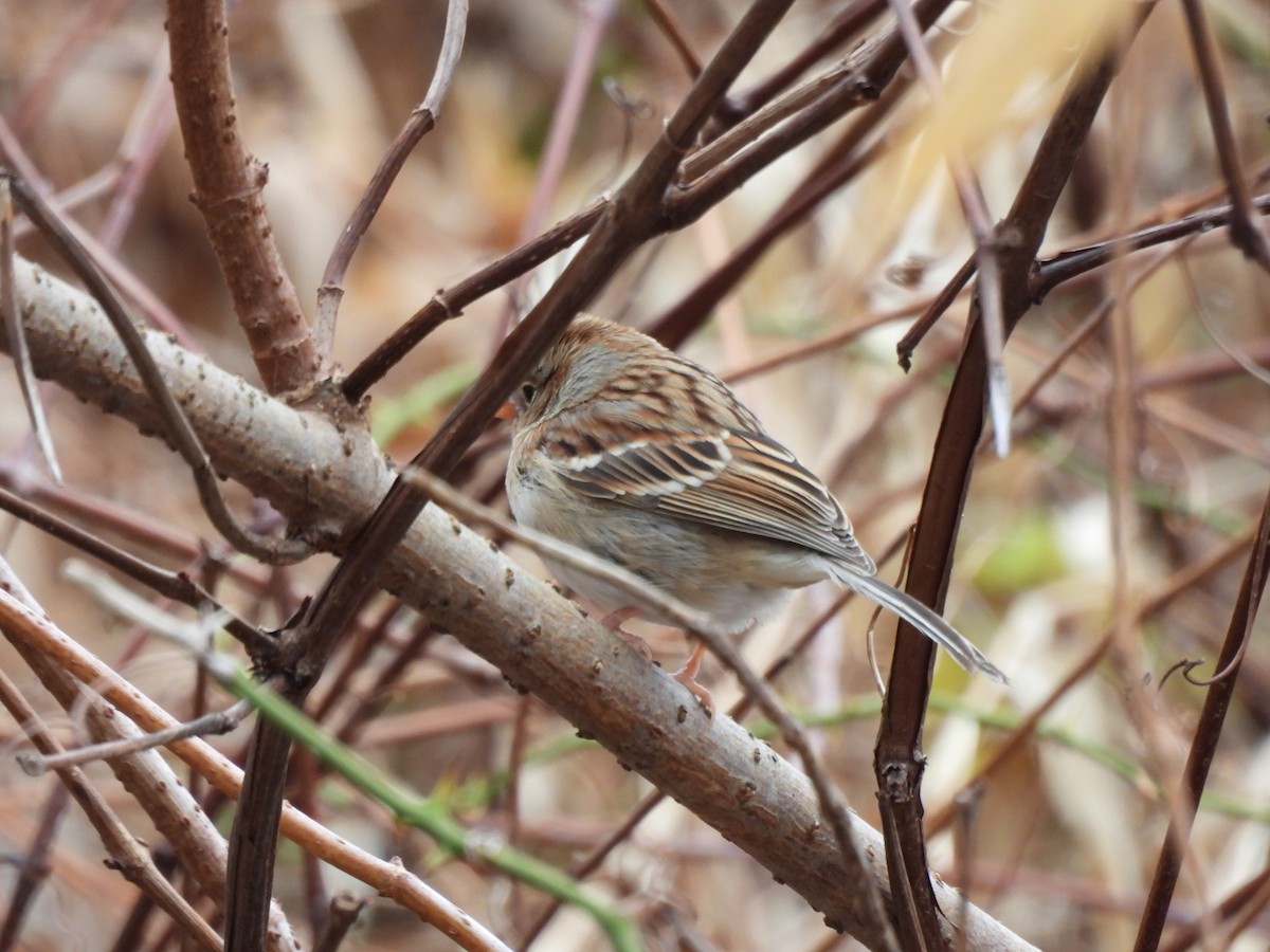 Field Sparrow - ML645888970