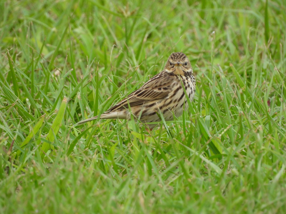 Red-throated Pipit - ML645888971