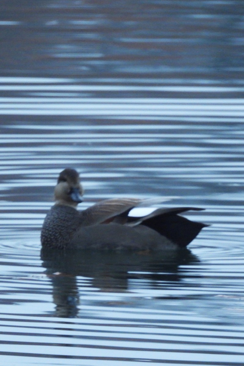 Gadwall - ML645888972