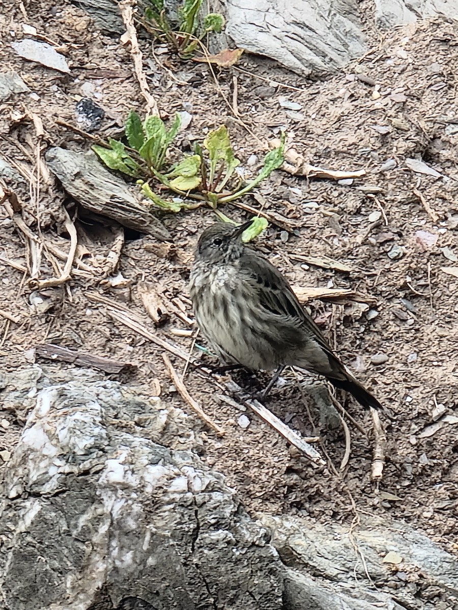 Rock Pipit - ML645888973