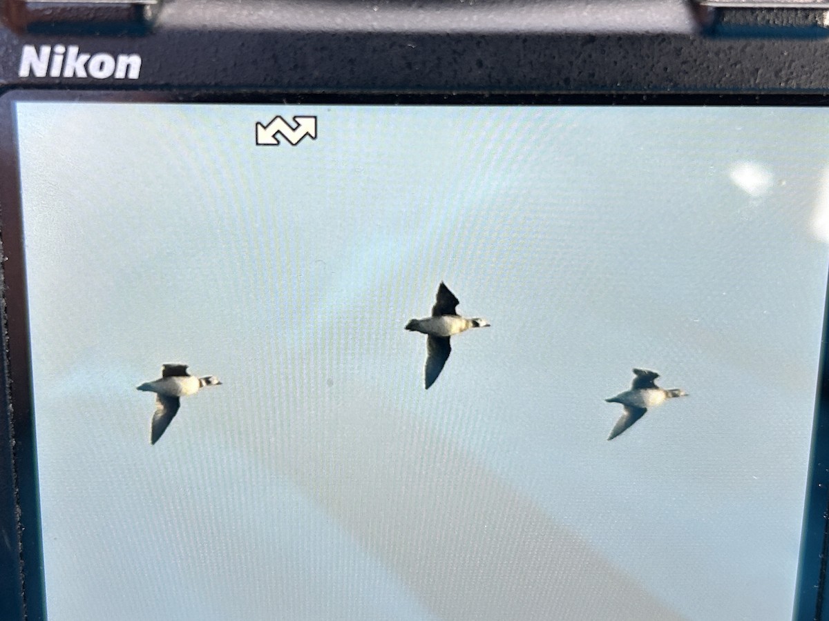 Long-tailed Duck - ML645888974