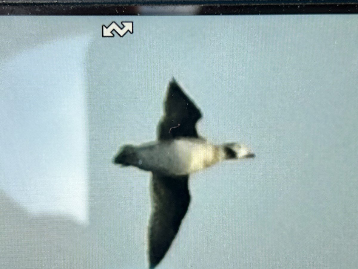 Long-tailed Duck - ML645888975