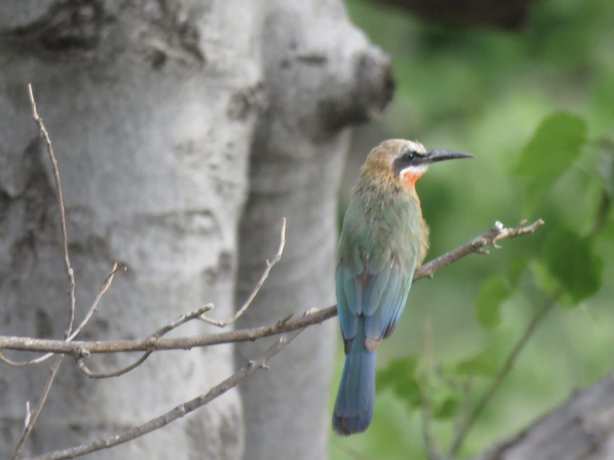 White-fronted Bee-eater - ML645888976