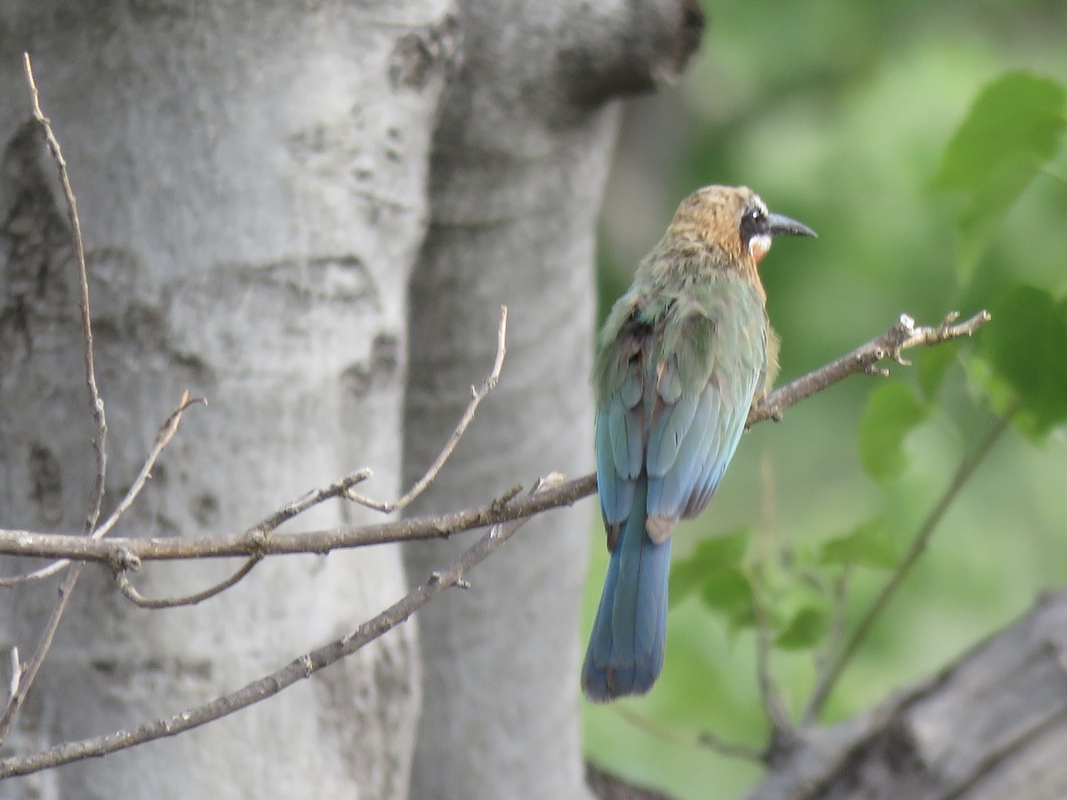 White-fronted Bee-eater - ML645888977