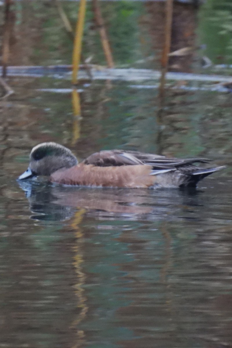 American Wigeon - ML645888978