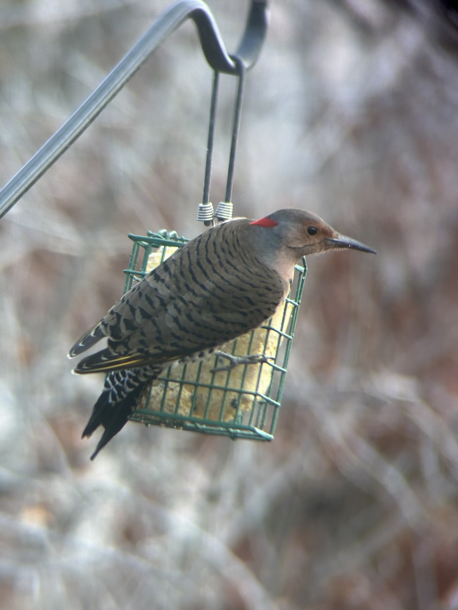 Northern Flicker - ML645888979