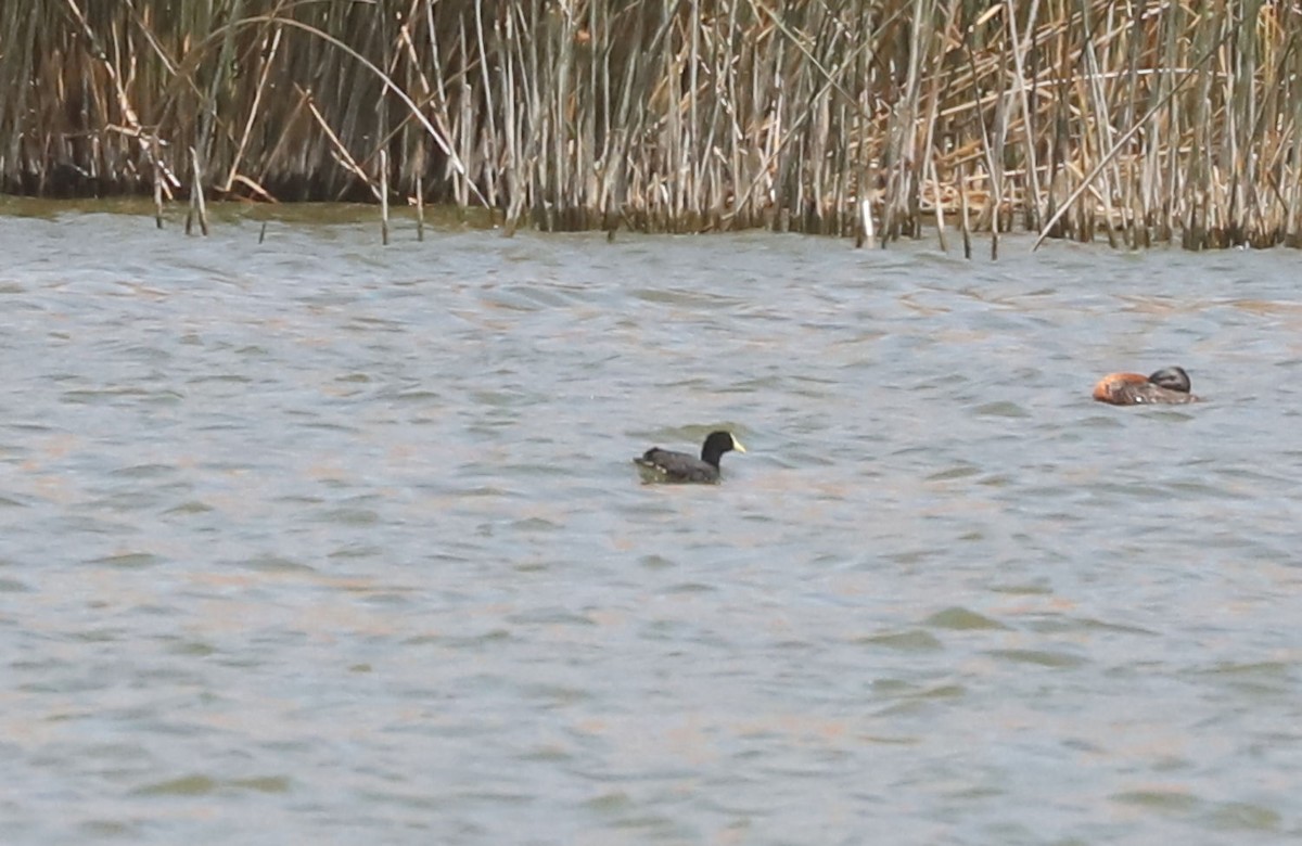 White-winged Coot - ML645888980
