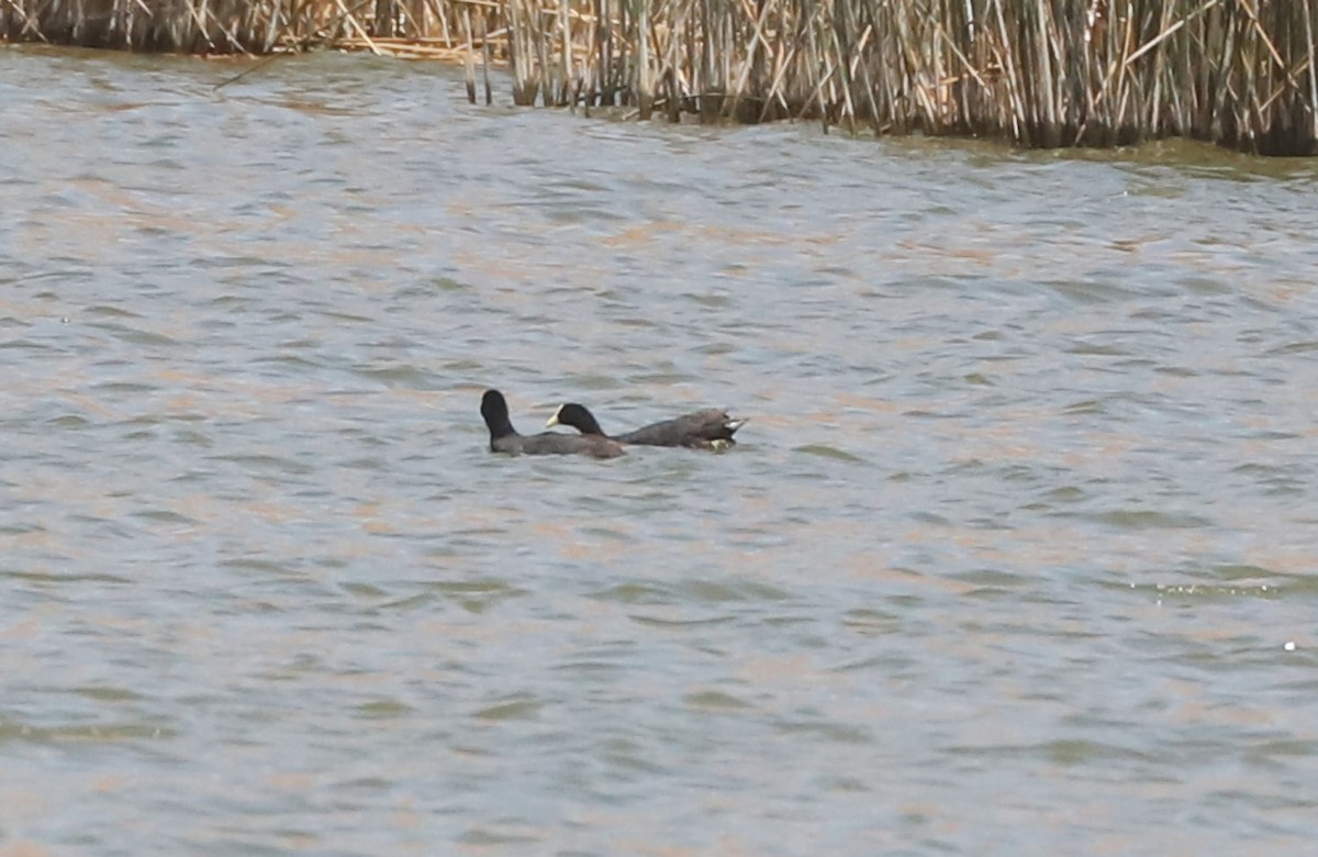 White-winged Coot - ML645888981