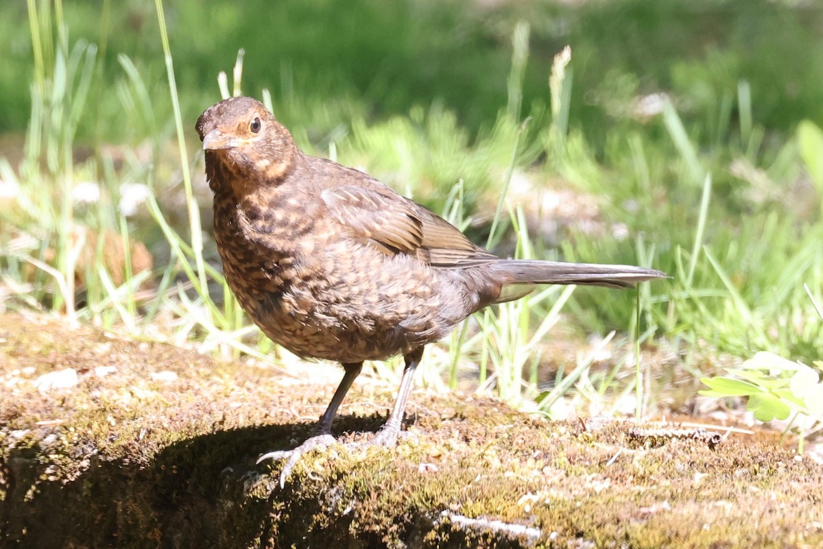 Eurasian Blackbird - ML645888983