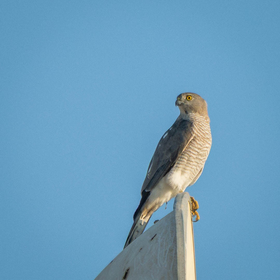 Shikra - ML645888986