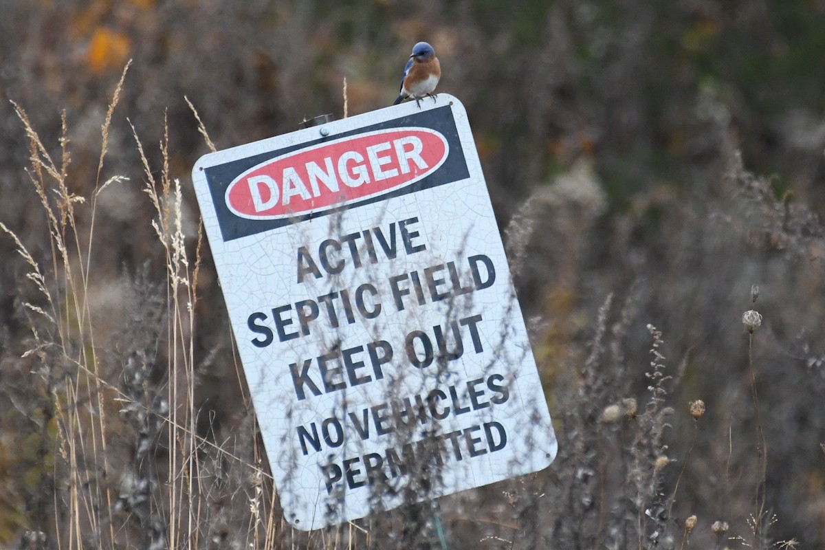 Eastern Bluebird - ML645888987