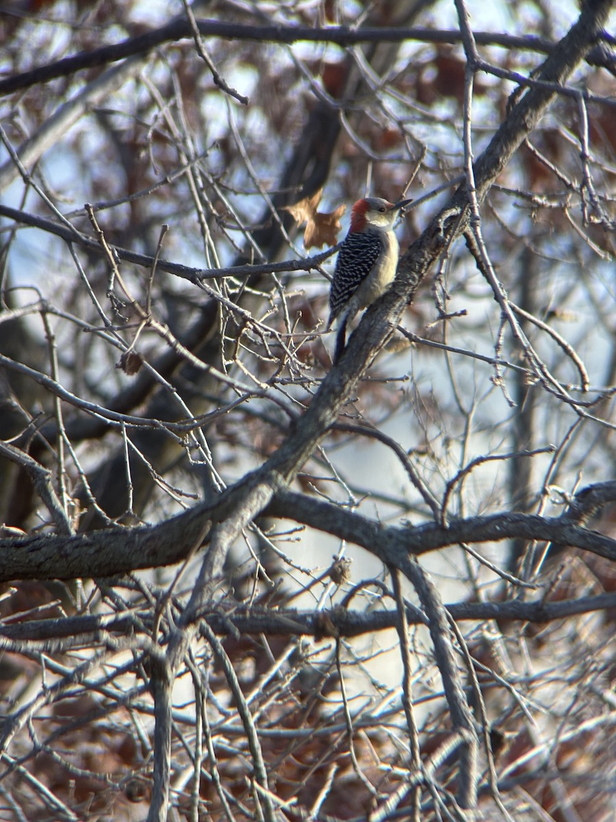 Red-bellied Woodpecker - ML645888990
