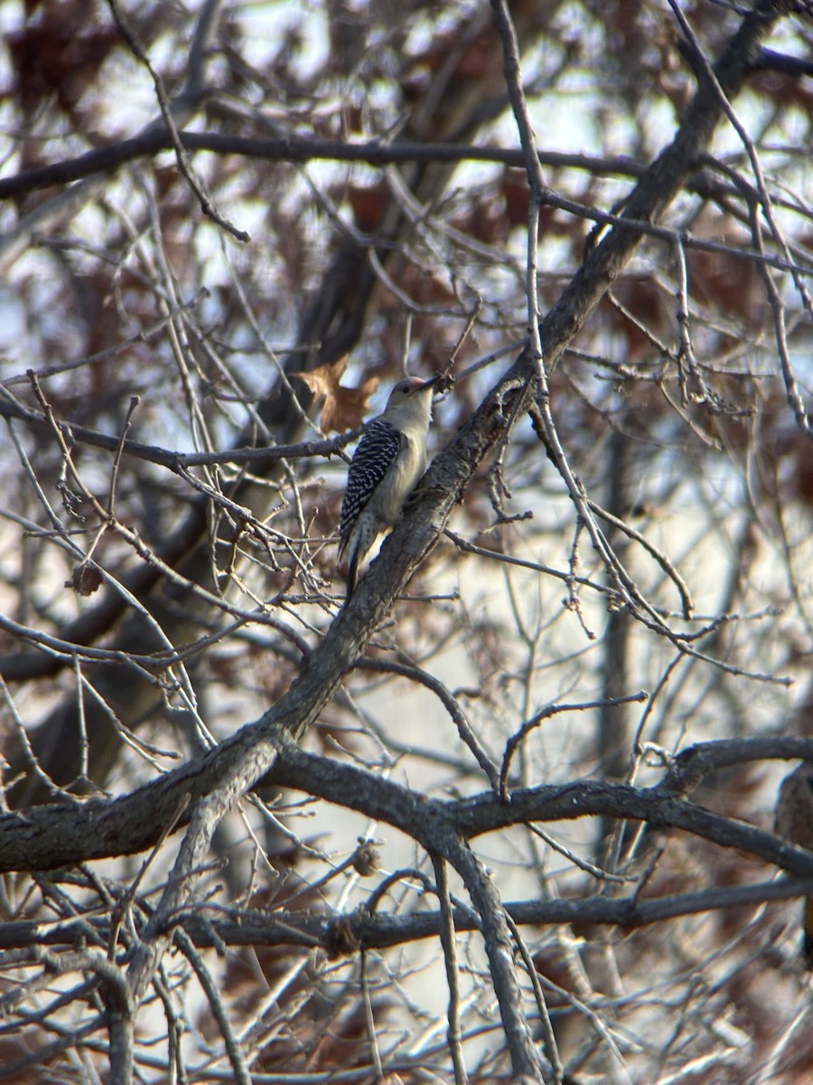 Red-bellied Woodpecker - ML645888991