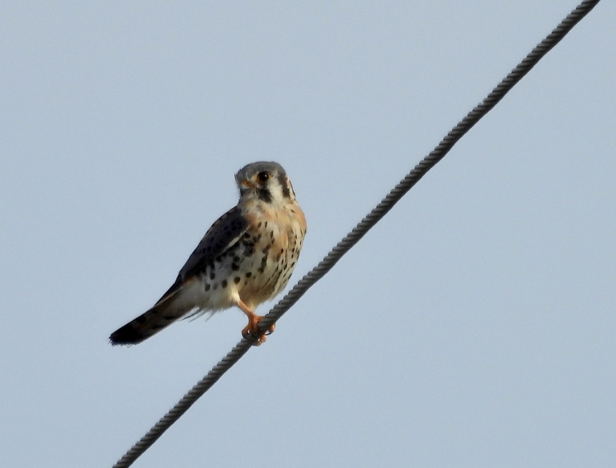American Kestrel - ML645888992