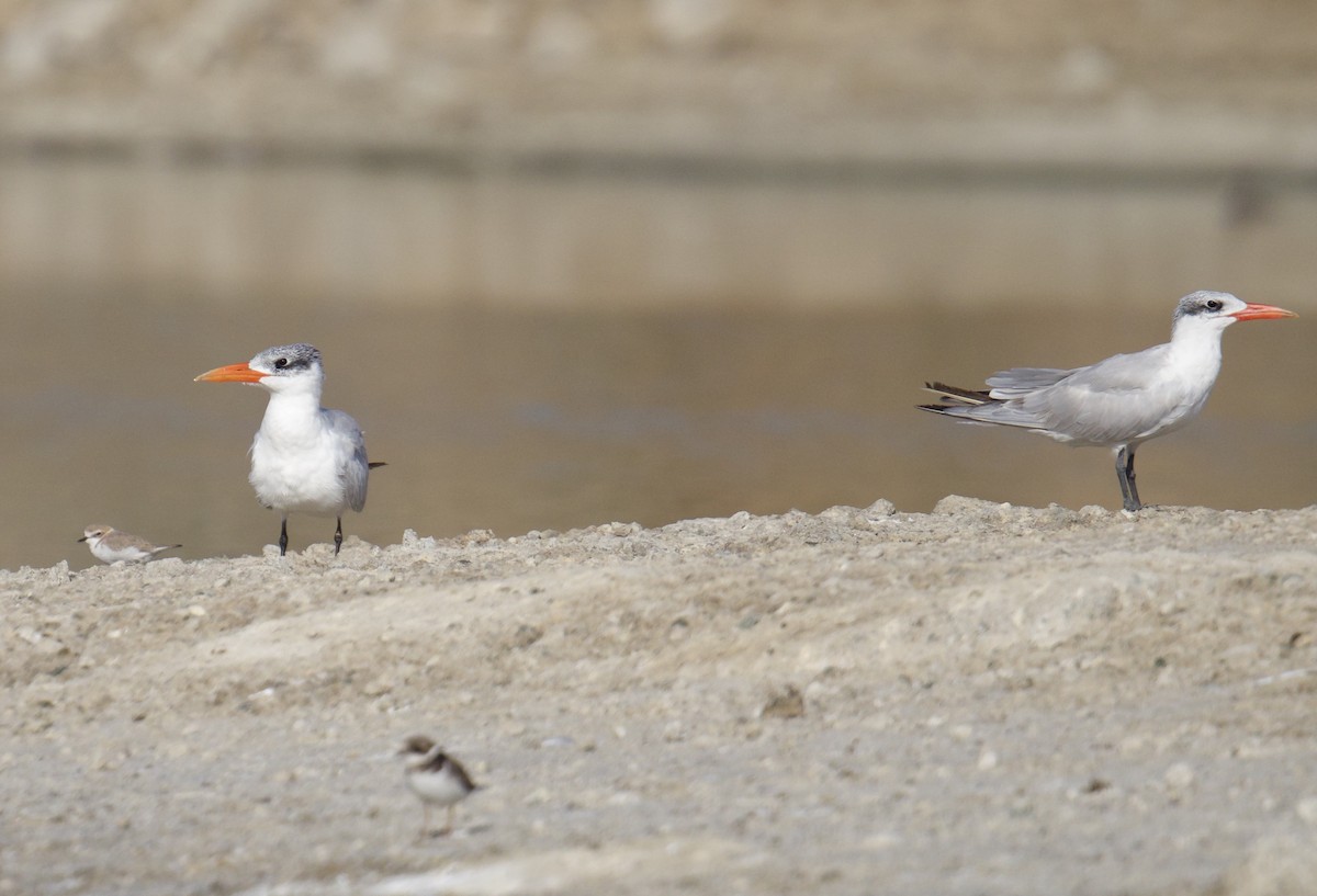 tern sp. - ML645888993