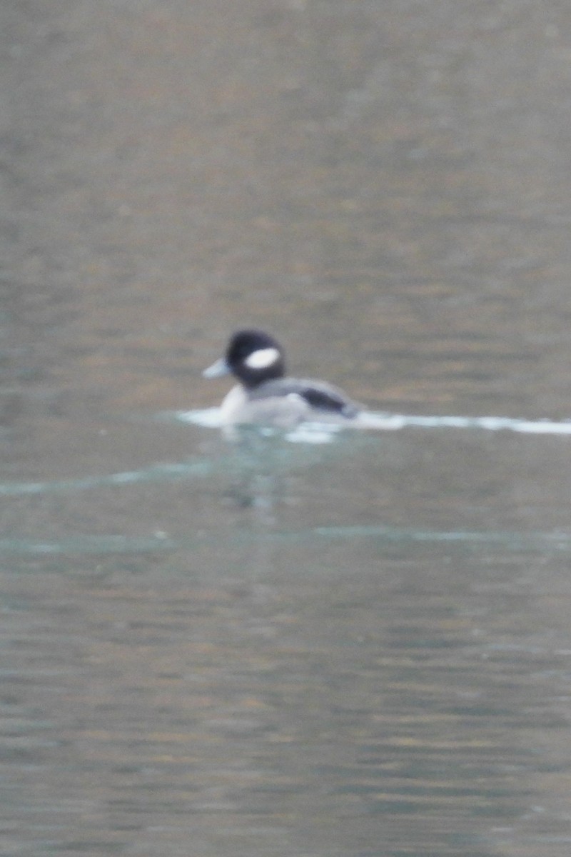 Bufflehead - ML645888995