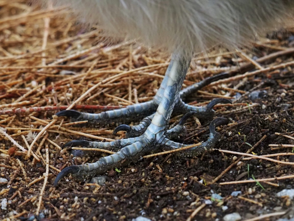 Correcaminos Grande - ML645889012