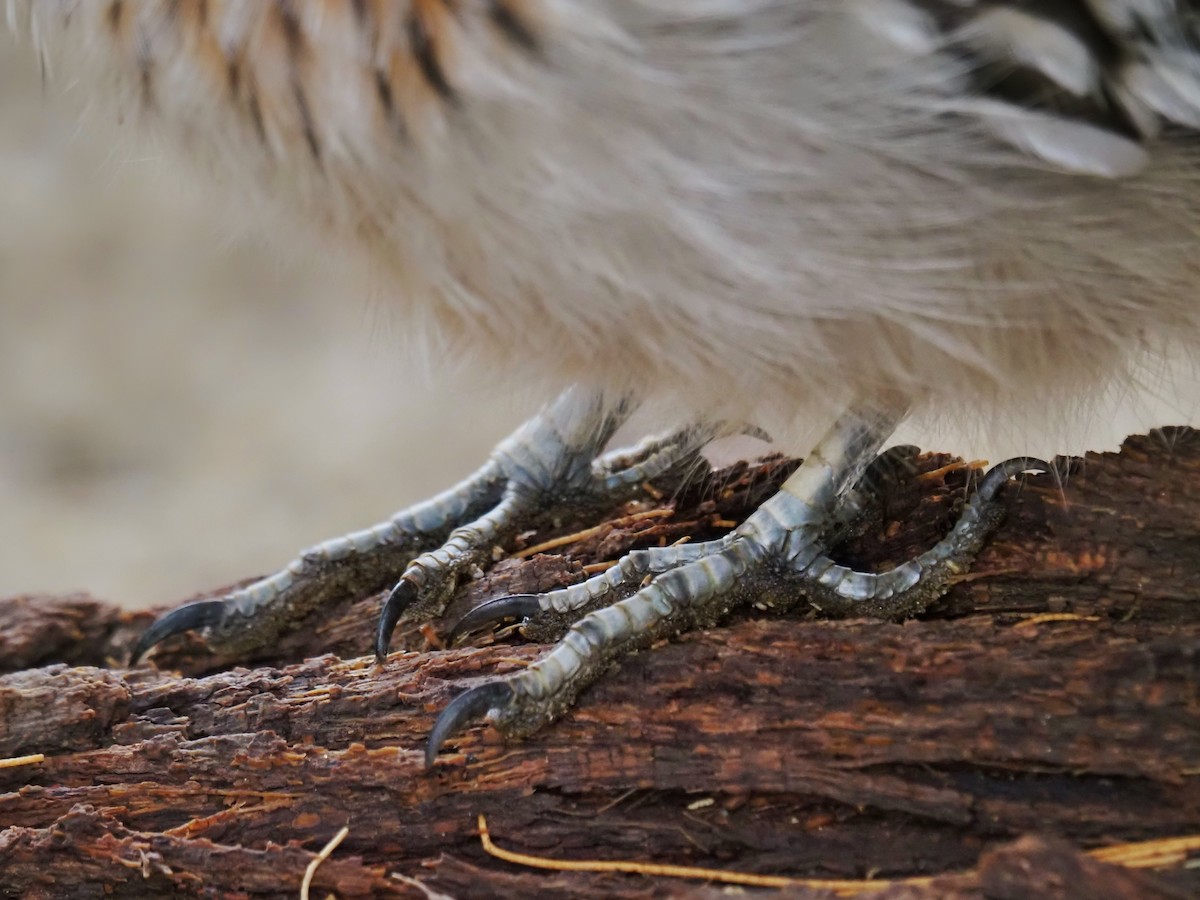 Correcaminos Grande - ML645889013