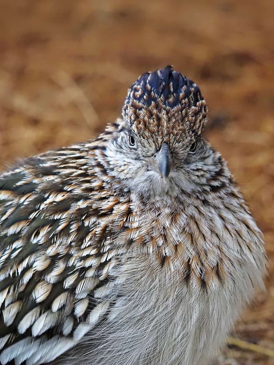 Correcaminos Grande - ML645889014