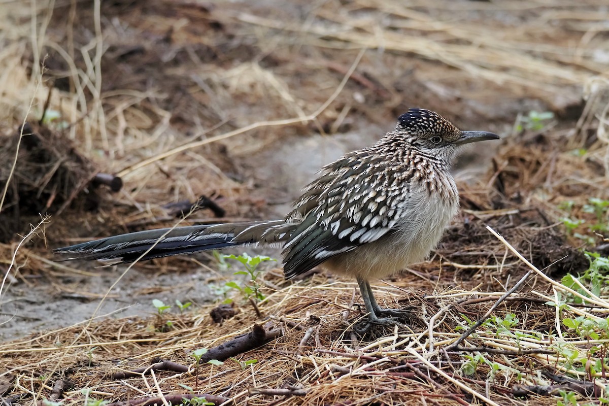 Correcaminos Grande - ML645889015