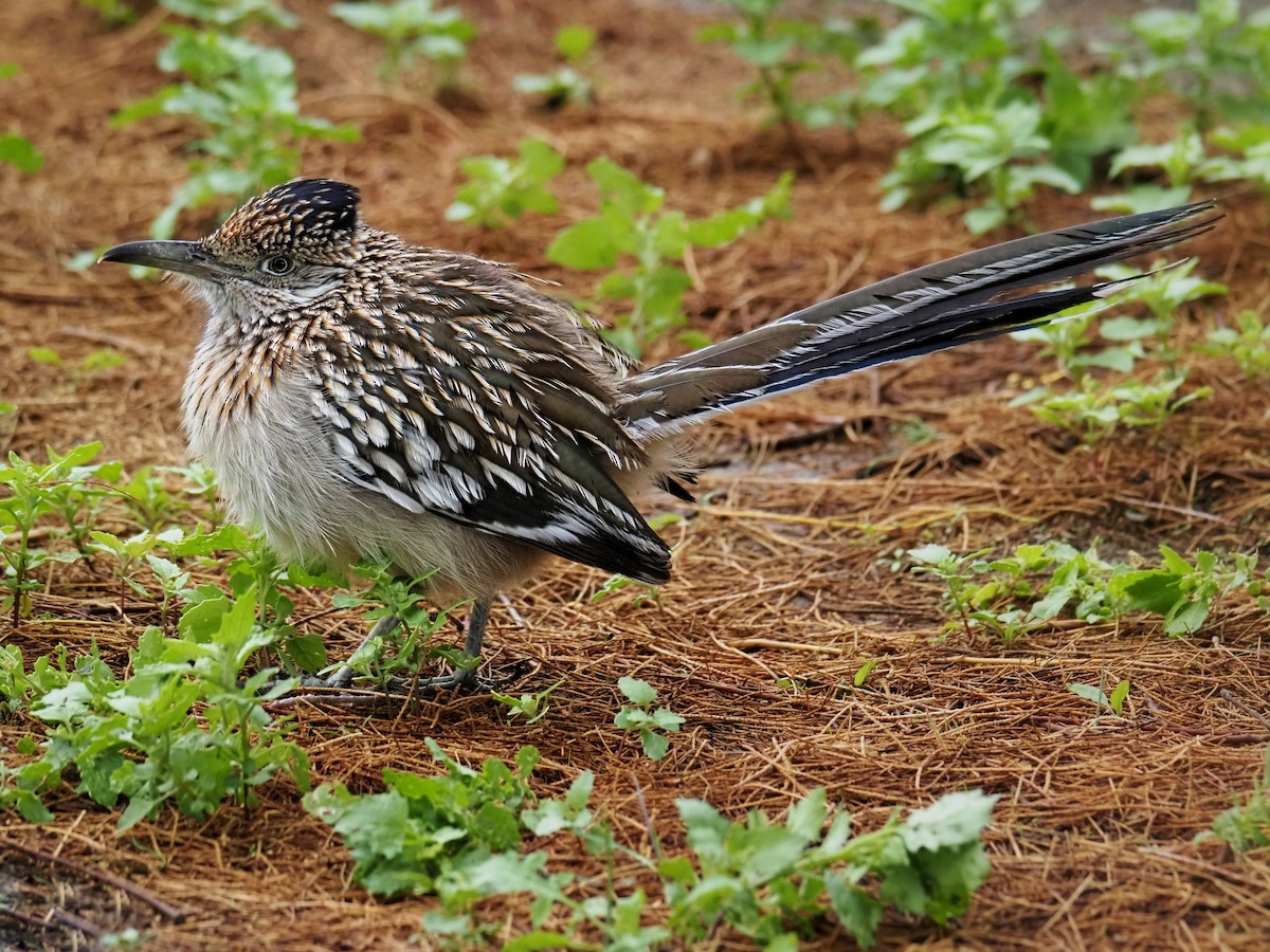 Correcaminos Grande - ML645889017