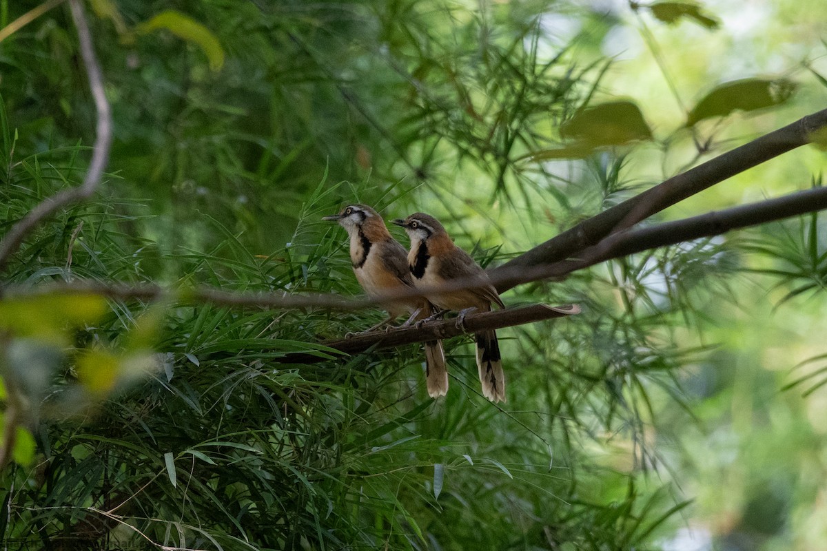 Lesser Necklaced Laughingthrush - ML645889018