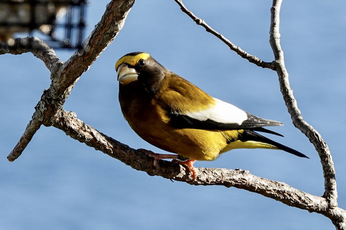 Evening Grosbeak - ML645889030