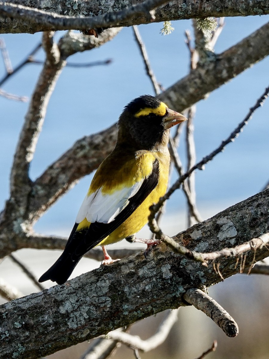 Evening Grosbeak - ML645889031