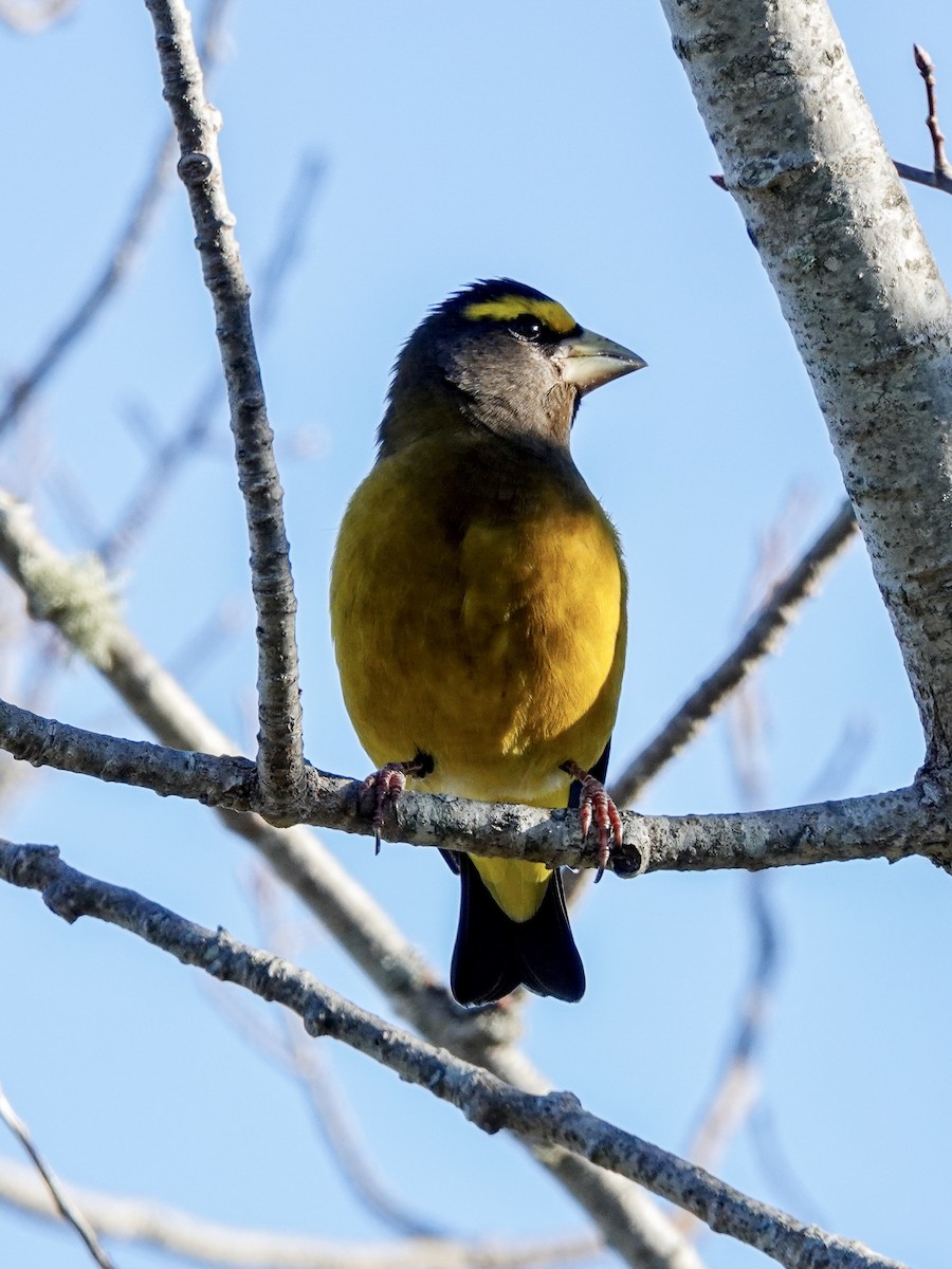 Evening Grosbeak - ML645889032