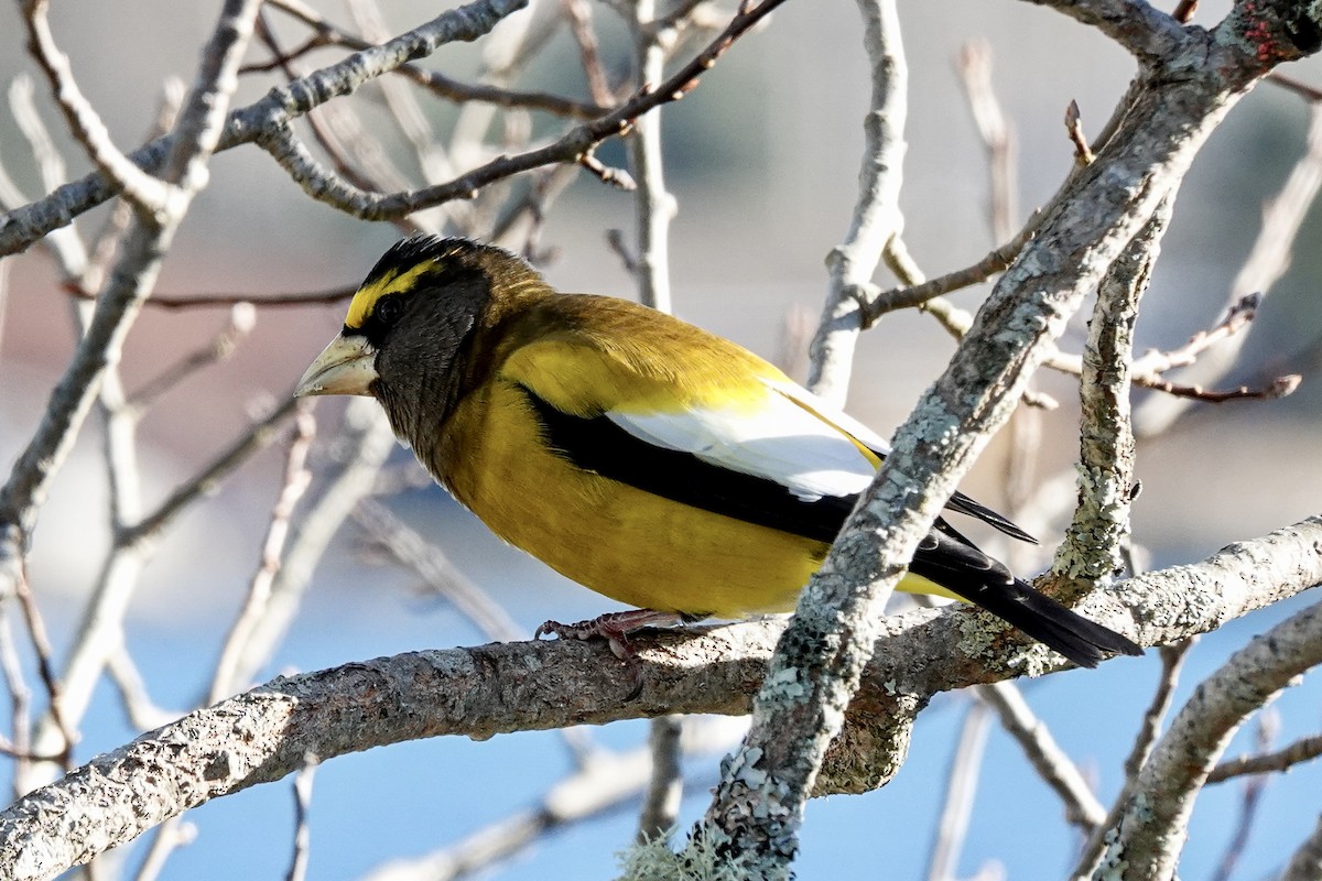 Evening Grosbeak - ML645889033