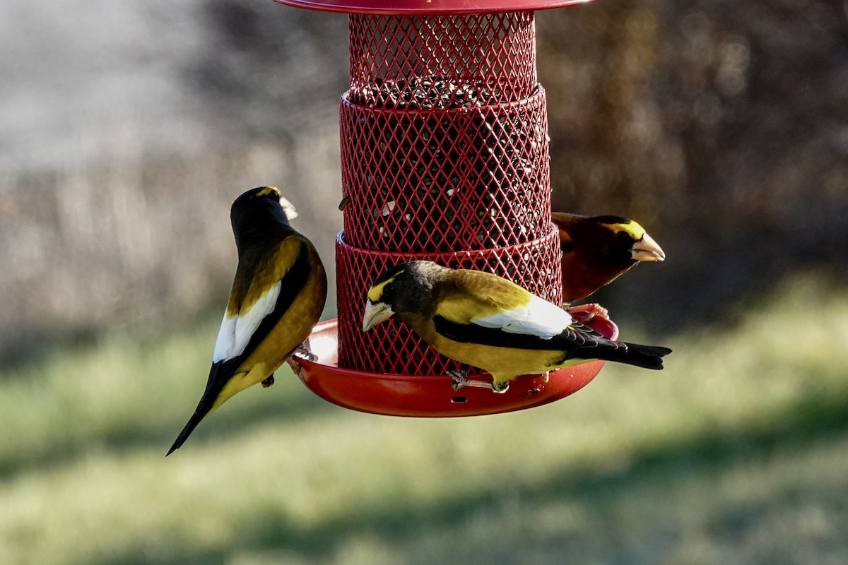 Evening Grosbeak - ML645889034