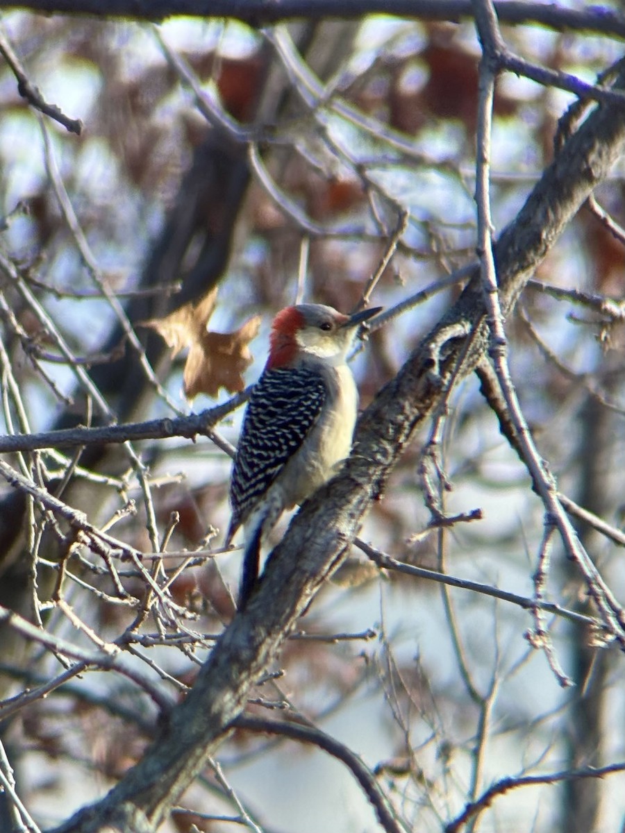 Red-bellied Woodpecker - ML645889036