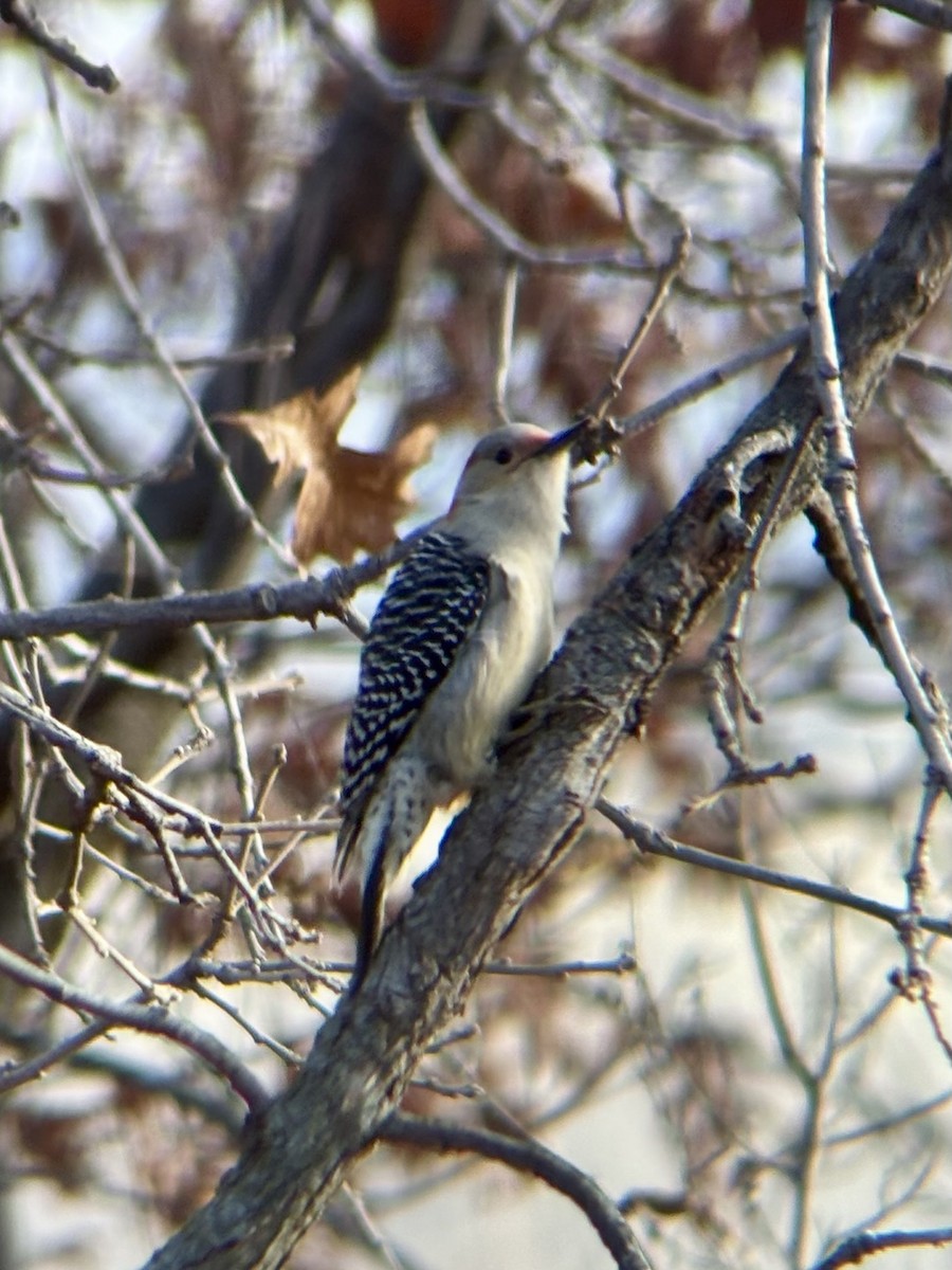 Red-bellied Woodpecker - ML645889037