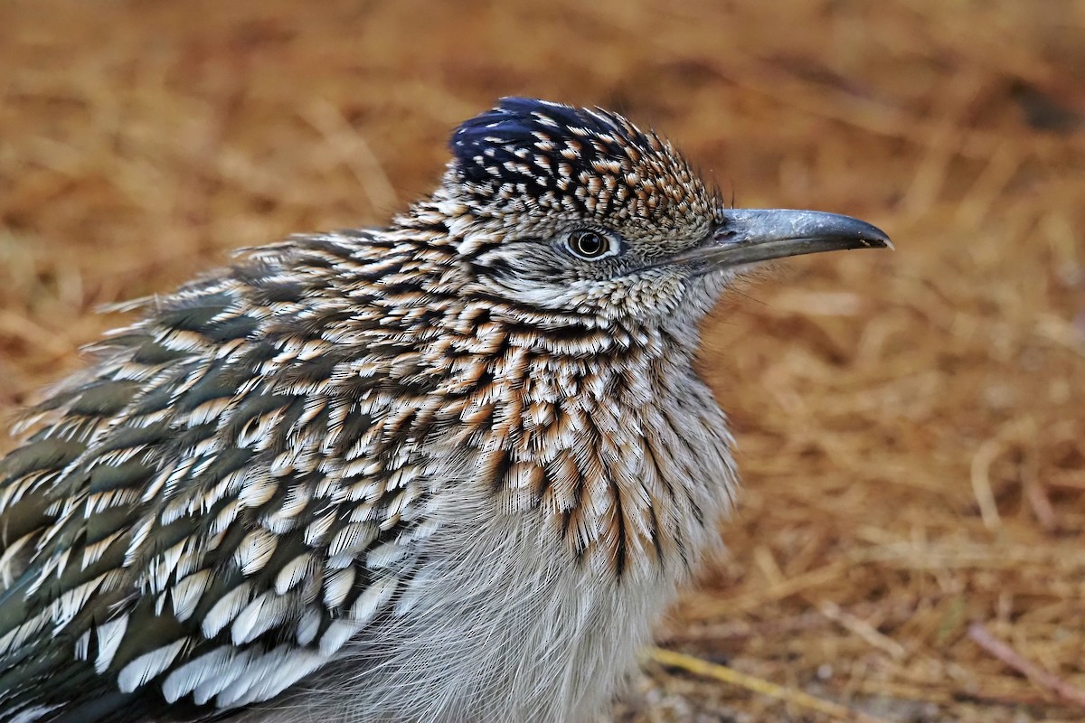 Correcaminos Grande - ML645889051