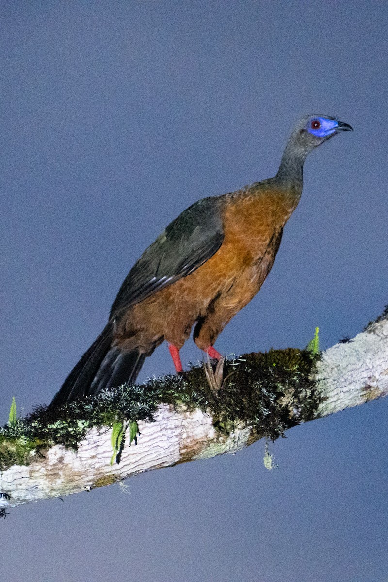 Sickle-winged Guan - ML645889072