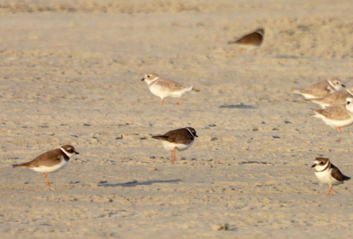 Piping Plover - ML645889075