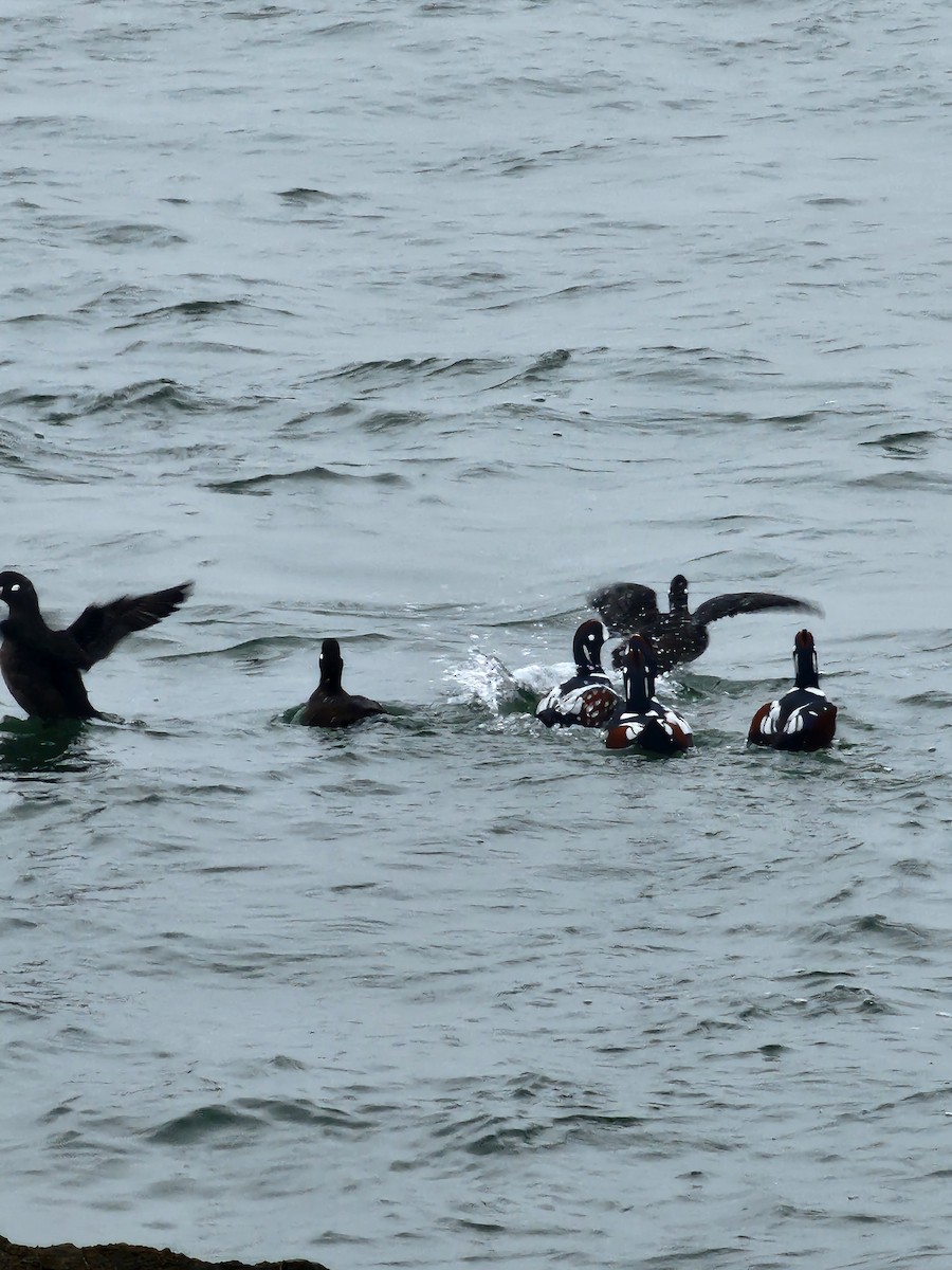Harlequin Duck - ML645889076