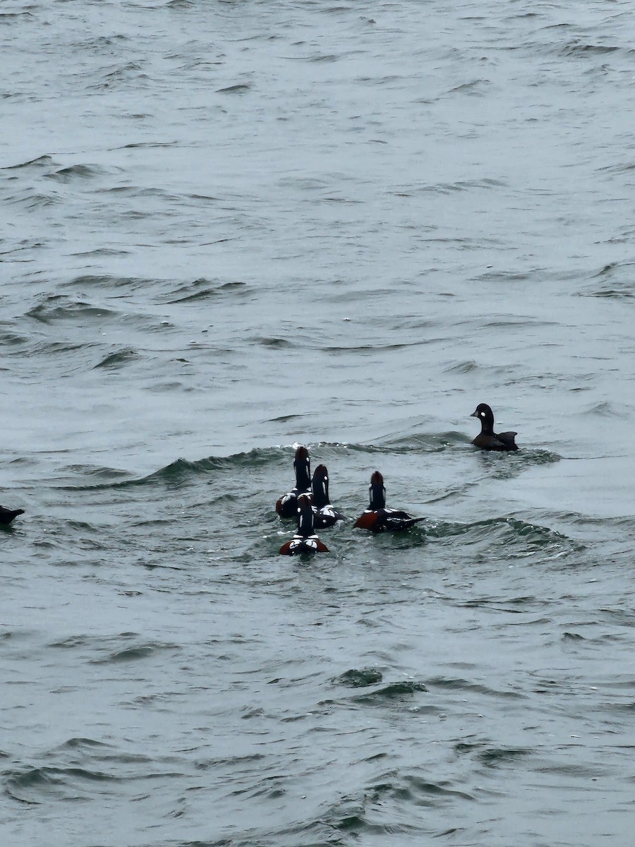 Harlequin Duck - ML645889078