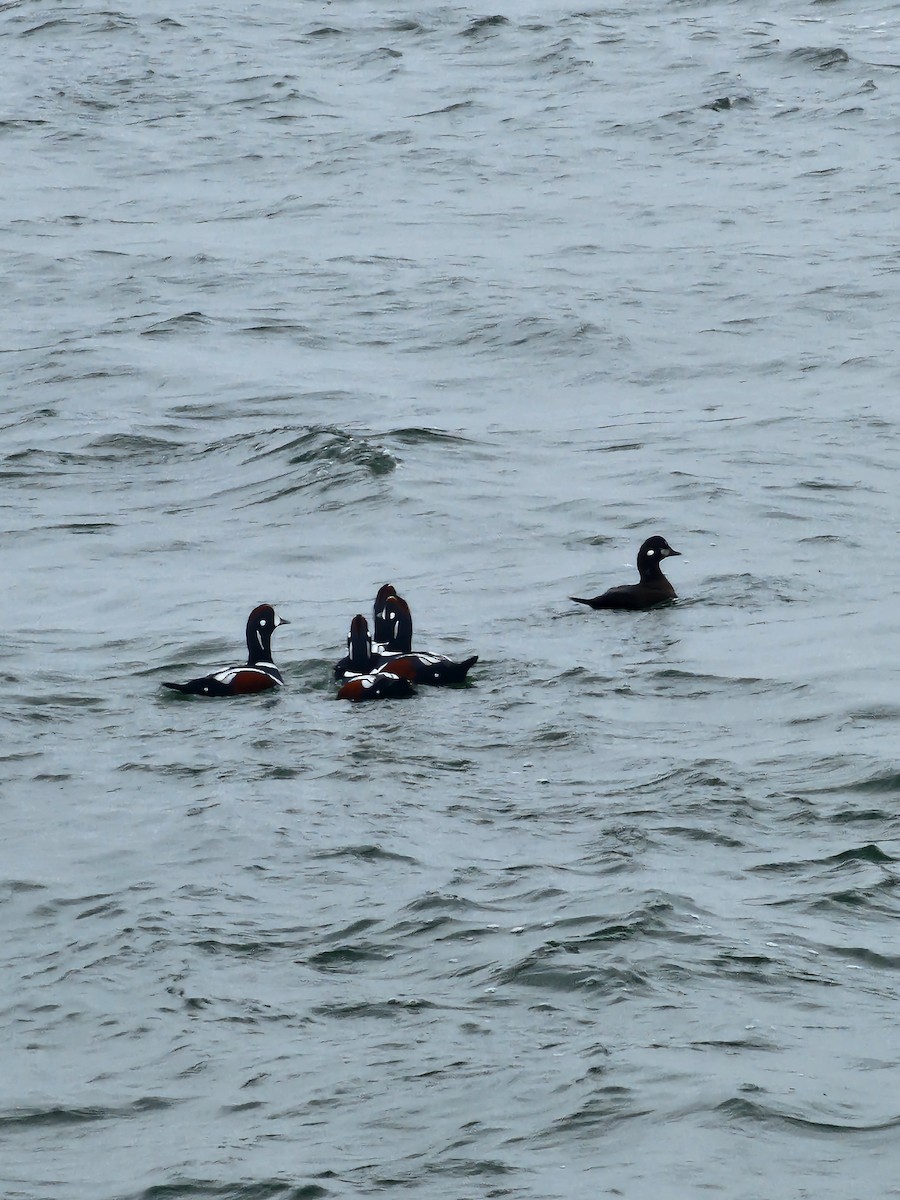 Harlequin Duck - ML645889079
