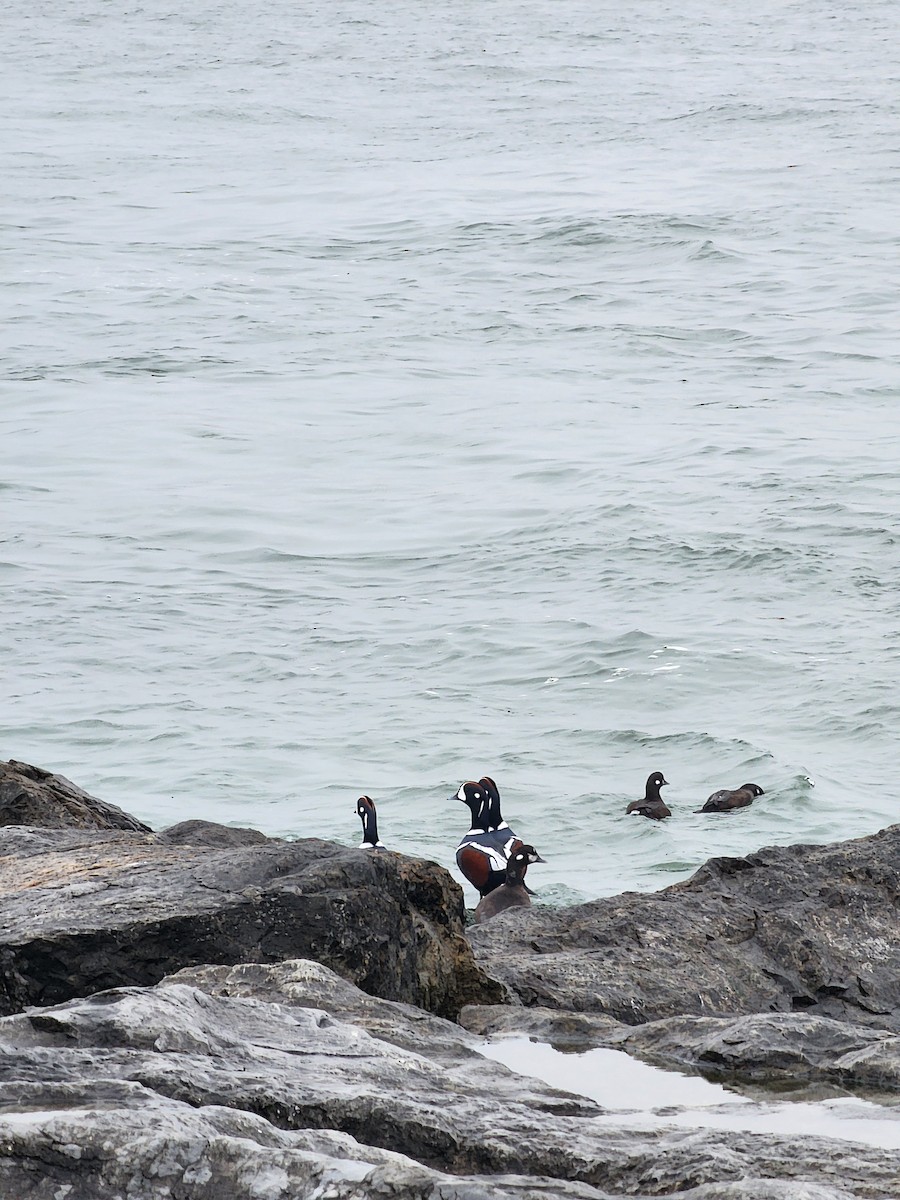 Harlequin Duck - ML645889080