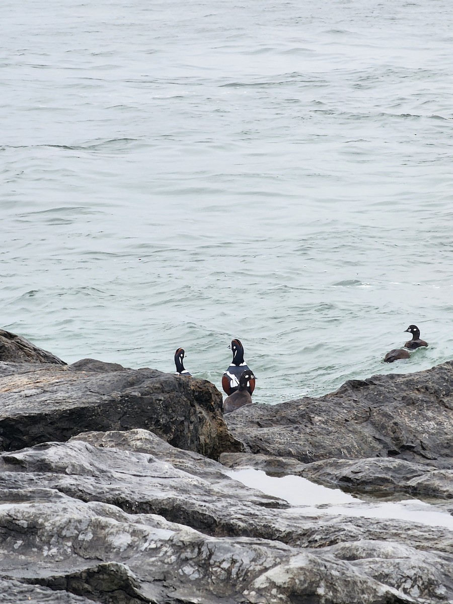 Harlequin Duck - ML645889081