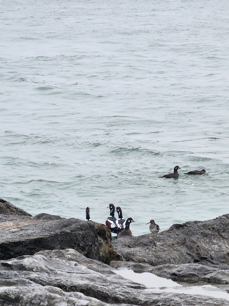 Harlequin Duck - ML645889082