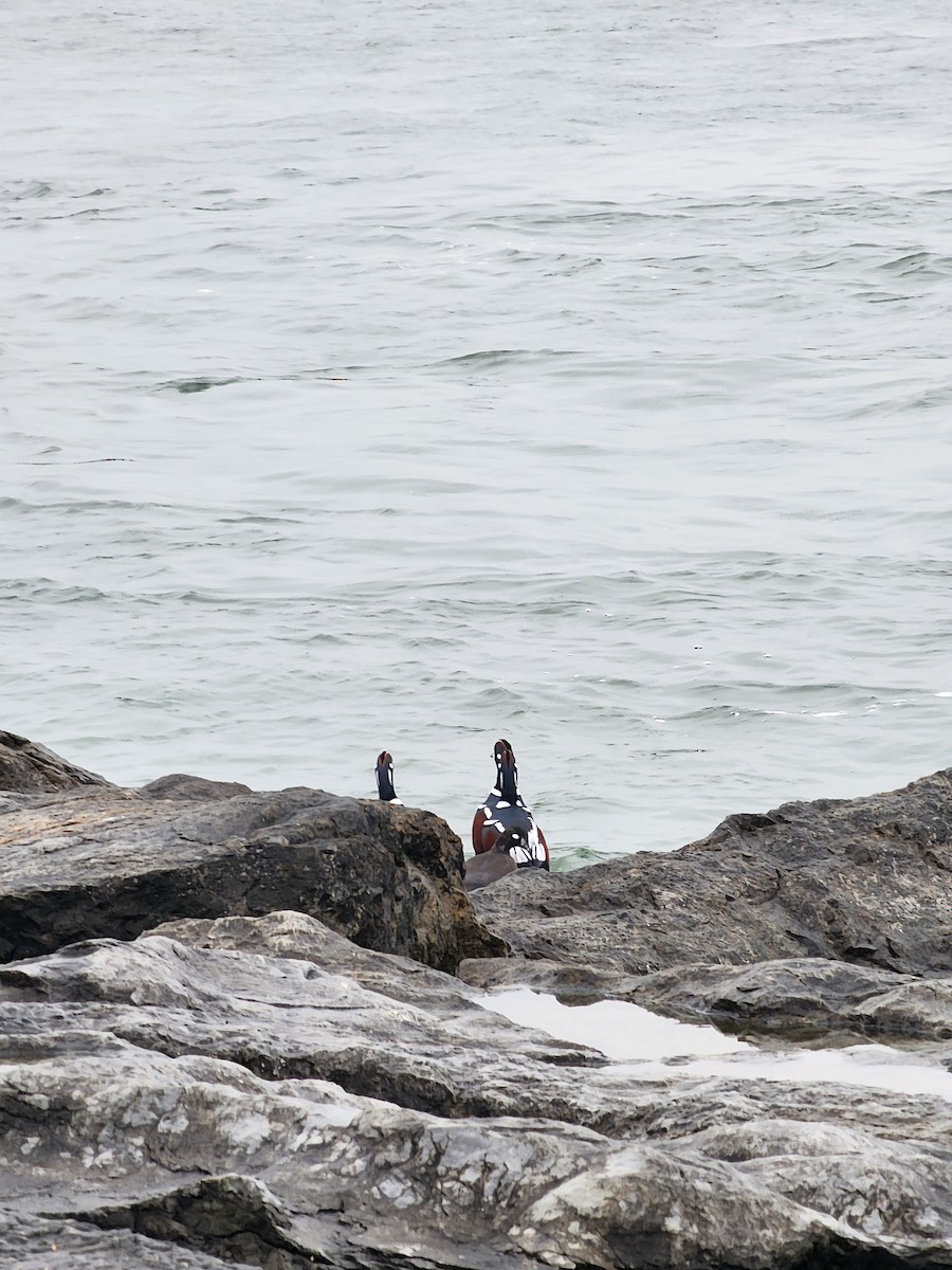 Harlequin Duck - ML645889083