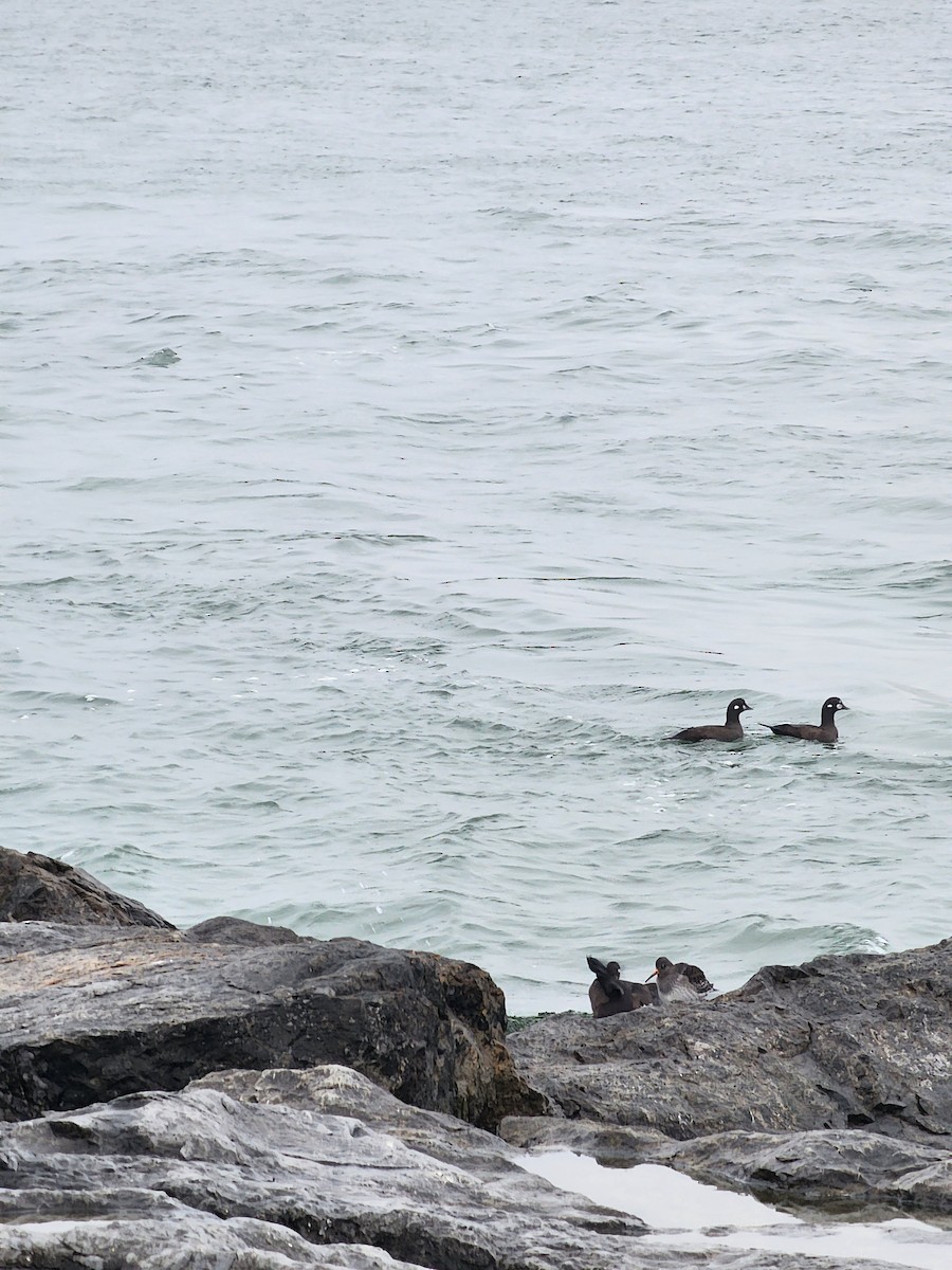 Harlequin Duck - ML645889084