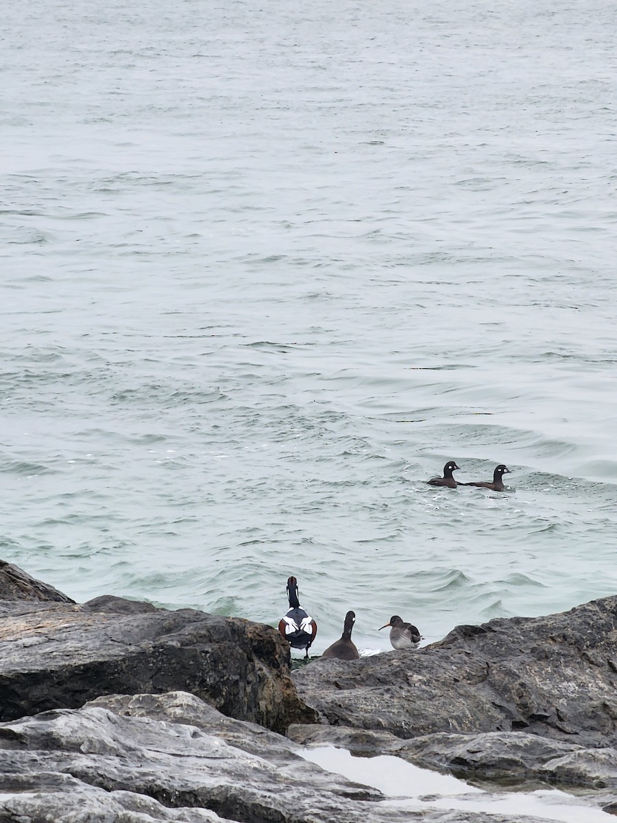 Harlequin Duck - ML645889085