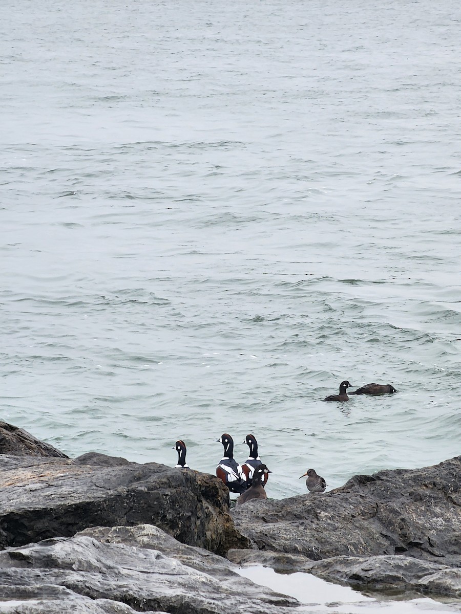Harlequin Duck - ML645889086