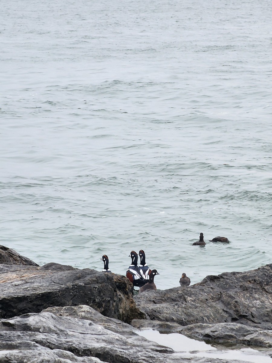 Harlequin Duck - ML645889087