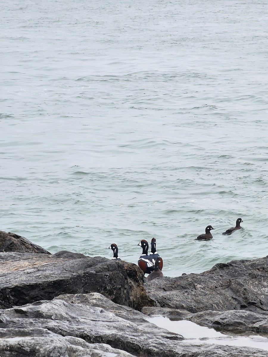 Harlequin Duck - ML645889088