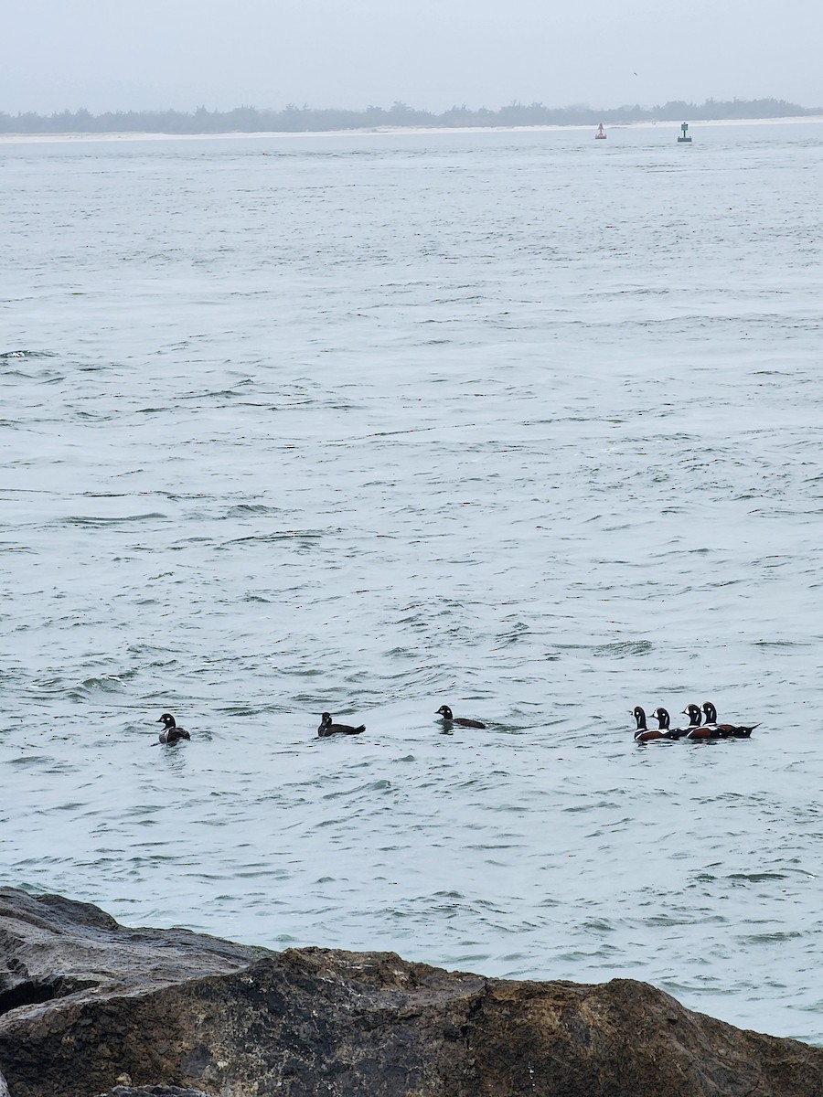 Harlequin Duck - ML645889089